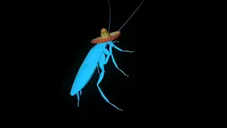 Rainbow cockroach dances to La Cucaracha 10 hours
