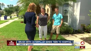 Venomous caterpillar sends Florida teen to hospital