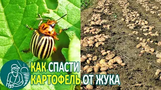 How to Save Potatoes from the Colorado Beetle 🥔 Potato Cultivation According to Gordeev’s Technology