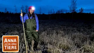 Hundert kleine Moorfrösche | Reportage für Kinder | Anna und die wilden Tiere