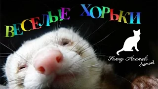 Веселые хорьки #1. видео про хорьков. Funny ferret compilation Part 1. Funny Animals