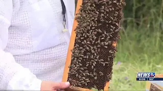 Bee populaton looking hopeful thanks to recent weather