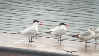 Caspian Terns Share a Dock with Ring-billed Gulls