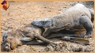 11 Brutale Jagdmomente, Wenn Der Komodowaran Aufs Beutezug Ging