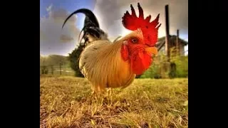 top 10 Most Beautiful Rooster You Won't Believe Actually Exist