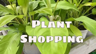 Big Box House Plant Shopping at Home Depot Come Shop With Me Costa Farms Trending Tropicals