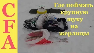 Где поймать крупную щуку на жерлицы