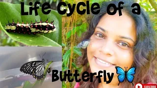 Life Cycle of a Butterfly | Caterpillar of Common Mime becomes Papilio clytia