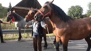 Calatorie prin Romania cu Pancica de la Sarmasu, Mures - 2020