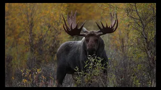 Bull Moose of the Grand Tetons-8K-Wildlife Photography-Jackson Hole/Grand Teton Park/Yellowstone