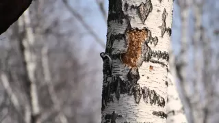 Малый пестрый дятел барабанит