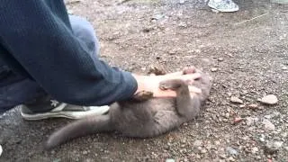 Little Icelandic arctic fox pup