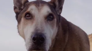 The NY Dog Film Festival™ 2018 trailer