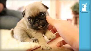 The Pug Puppy Compilation That Will Change Your Life - Puppy Love