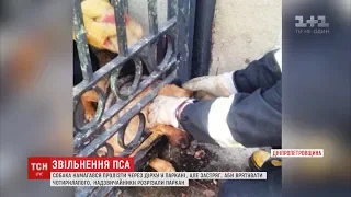 На Дніпропетровщині собака намагався пролізти через дірку у паркані, але застряг