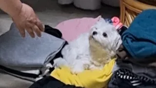 빨래에서 자다가 쫓겨나는 강아지(puppy sleeping on the washed clothes)