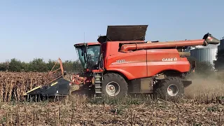 AgroVlog: La recoltat de floarea-soarelui