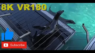 8K VR180 3D Rescue Seals at Sea World on the Gold Coast Australia (Travel videos, ASMR/Music 4K/8K)