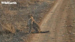 WildEarth - Sunrise Safari -  25 July 2023