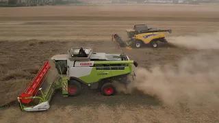 Harvest 2022 - Claas Lexion 770 & New Holland CX8090 - Agro Miroslav