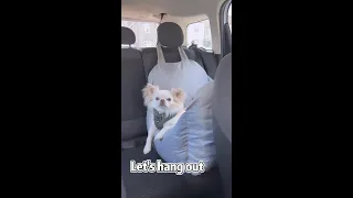 Dog Car Seat Bed - First Class https://funnyfuzzy.com/products/dog-car-seat-bed-first-class #shorts