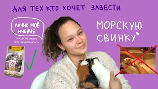 Что нужно, чтобы завести морскую свинку🙌🤍