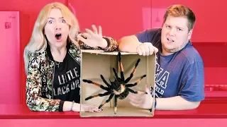 ЧТО В КОРОБКЕ?! ЧЕЛЛЕНДЖ! WHAT'S IN THE BOX? CHALLENGE! КАЖЕТСЯ НАЩУПАЛИ ЛОЛ ПАУК ВАНТУЗ ЛИЗУН СЛИЗЬ