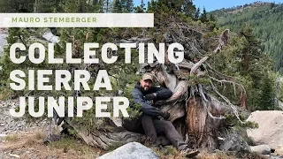 COLLECTING SIERRA JUNIPER