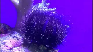 Еж Меспилия (Mespilia globulus) в рифовом аквариуме!