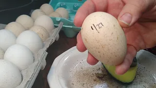 Part 1:  FIRST TIME Hatching TURKEY Eggs in the FARM INNOVATIONS Incubator from Tractor Supply