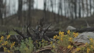 La semaine verte | Des forêts qui disparaissent