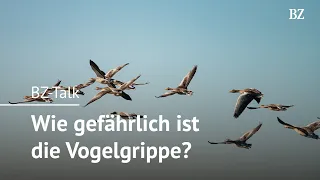 BZ-Talk: Ornithologe gibt Verhaltenstipps zur Vogelgrippe