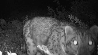 Shooting A Snow Leopard In Siberia -- Legally