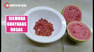 19.-¿CÓMO SEMBRAR Y GERMINAR GUAYABAS ROSAS? | #ElHuertodeCasa