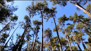 Пансионат Пицунда прогулка к кипарисовой аллее,чебуреки и шашлык.Сентябрь 2022