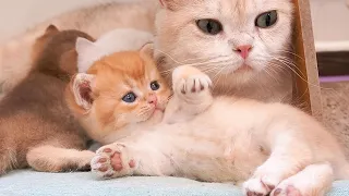 Kittens grow up very quickly and are cute with boundless love from mother cat.