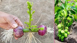 New technique How To propagate Mango flower in Onion