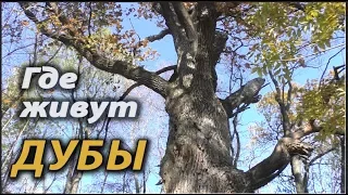 Где живут дубы .