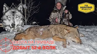 Охота на Волка! 🐺 Волк на приваде!!!