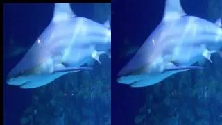 shark 3d