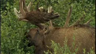 Animaux du froid, animaux de la Taïga - documentaire