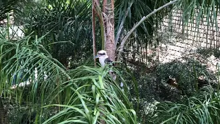 Kookaburra and cockatoo in the garden 🌴