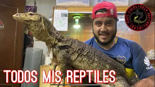 TODOS MIS REPTILES 🐢🐍🦎 UN DÍA EN EL CRIADERO