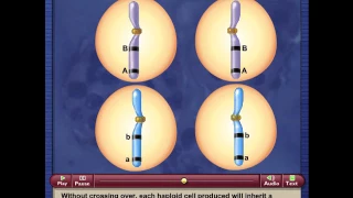 Meiosis with Crossing Over