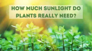 How much Sunlight Do Plants Require? | Catherine Arensberg