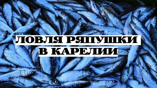 РЫБАЛКА СЕТЯМИ в НЕРЕСТ/Ряпушка,её ловля от А до Я или как живут карелы в деревнях