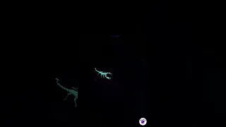 "Glowing Bark Scorpions: Nature's Neon Marvels 🦂💚 | UV Light Reveal"