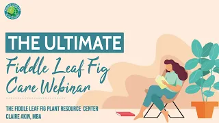 The Ultimate Fiddle Leaf Fig Care Webinar | Fiddle Leaf Fig Plant Resource Center