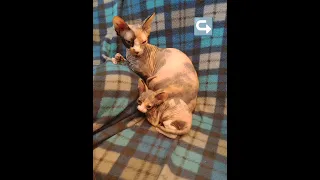 Любимые😻😻😻 #funnycats #смешныеживотные #сфинкс #ориенталы #shorts