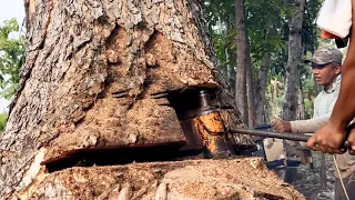 Dramatic ‼️ Felling of 2 trembesi trees near the house.